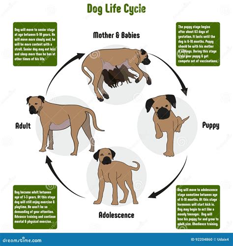 Life Cycle Dog Stock Illustrations – 211 Life Cycle Dog Stock ...