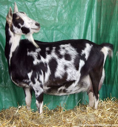 A Black And White Goat Standing On Top Of Dry Grass Next To A Green Wall