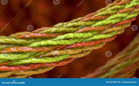 Collagen Triple Helix Structure Royalty-Free Stock Photo | CartoonDealer.com #24878133