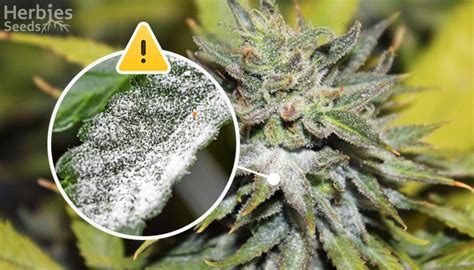 Powdery Mildew Aka The White Scourge What Is It How To Identify It And How To Treat It