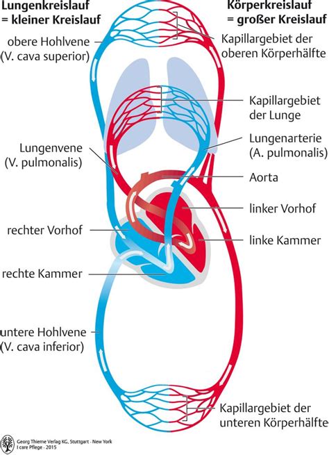 Pin Von Alina Lune Auf Ausbildung Anatomie Lernen Anatomie Und