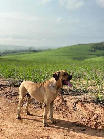 Anúncios Camutanga Outras cidades Pernambuco