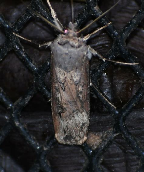 Ipsilon Dart Moth From South Side Corpus Christi Tx Usa On January