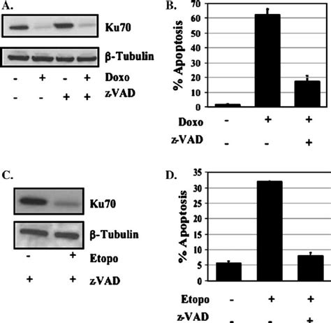 The Decrease In Ku70 Levels In Apoptotic Cells Is Caspase Independent