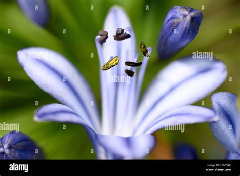 Flower and Anther Stock Photo - Alamy