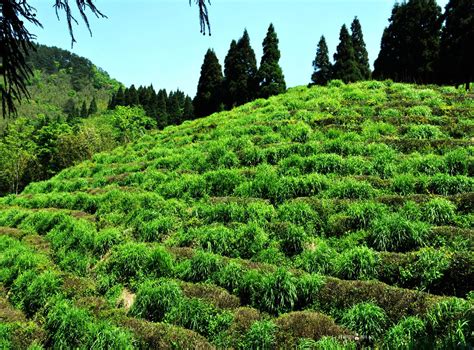 寻一处世外桃源 发现庐山云雾茶背后的故事新浪旅游新浪网