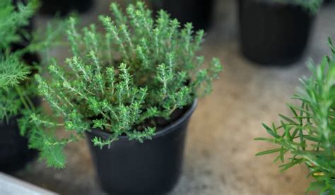 How to grow and care for a thyme plant?