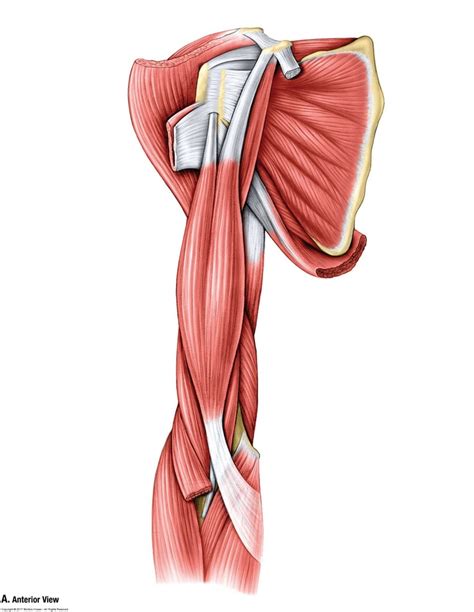 Anatomy Week Anterior Arm Muscles Diagram Quizlet