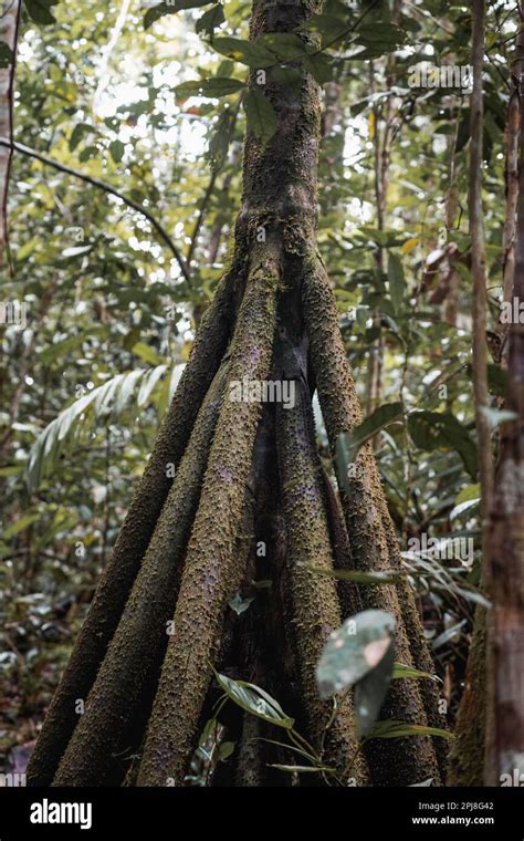 Green, plants and trees in Amazon Rainforest Leticia Colombia Stock ...