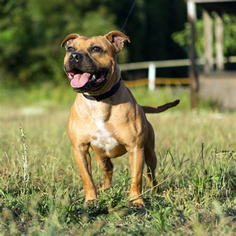 Staffordshire Bull Terrier Dog Breeds