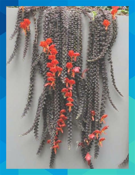 Колумнея (101 фото) - фото - картинки и рисунки: скачать бесплатно