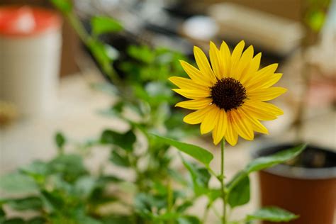 向日葵的花语和寓意是什么适合送什么人 花友之家