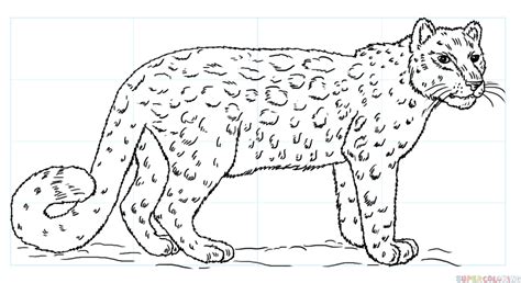 How To Draw A Snow Leopard Step By Step Drawing Tutorials