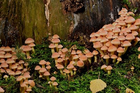 Mushrooms Velvet Foot Calves Tree Free Photo On Pixabay