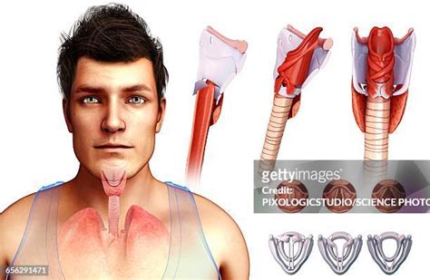 1,373 Larynx Anatomy Stock Photos, High-Res Pictures, and Images ...