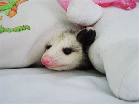 cute possum | Tumblr