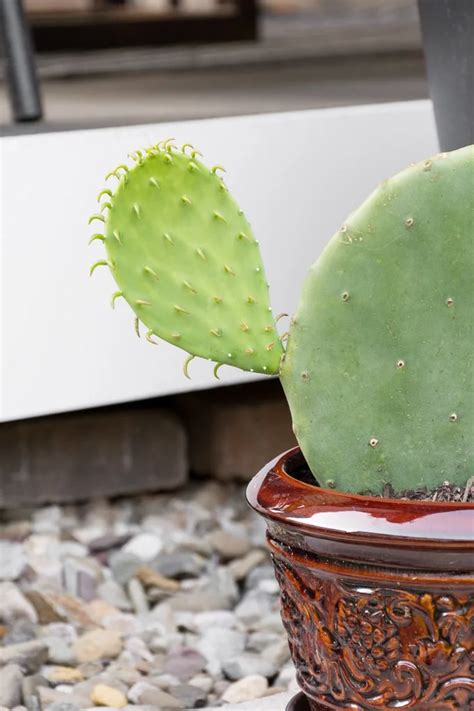 Learn How To Propagate Prickly Pear Cactus Using Pads