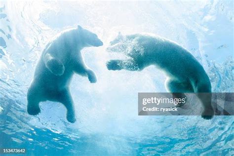 Polar Bear Swimming