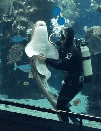 Diver Shark GIF - Diver Shark Aquarium - Discover & Share GIFs | Shark gif, Shark, Cute shark