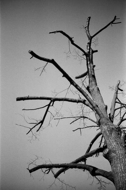 Premium Photo Low Angle View Of Bare Tree