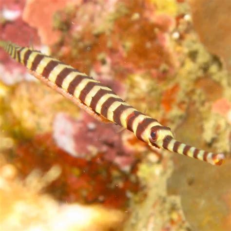 Banded pipefish - Facts, Diet, Habitat & Pictures on Animalia.bio