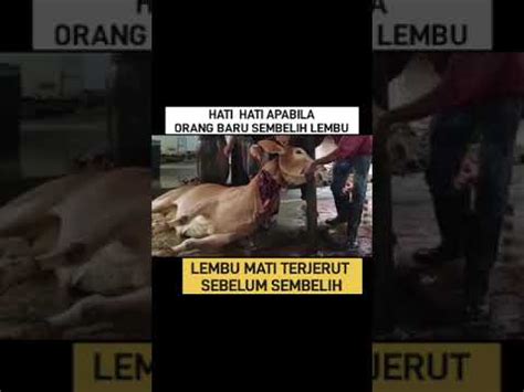 LEMBU MATI TERJERUT SEBELUM SEMPAT SEMBELIH KORBAN DI MALAYSIA YouTube