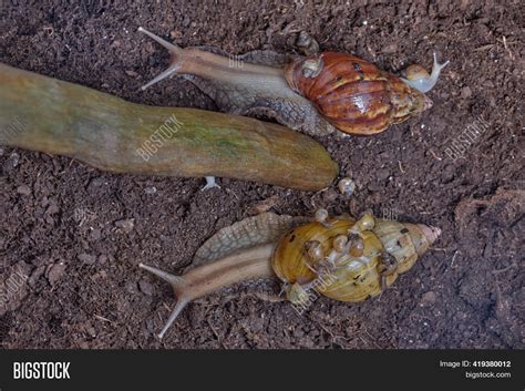 Achatina Snails Their Image & Photo (Free Trial) | Bigstock