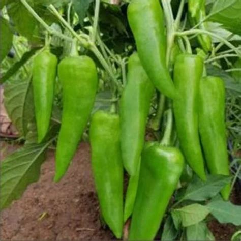 Green F1 Hybrid Hot Pepper Ihs 990 Packaging Type Packet Packaging Size 10g At Best Price In