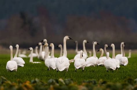 Discover The 8 Beautiful Types Of Swans An In Depth Guide