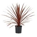 Cordyline Red Star Kordylina Australijska Ro Lina Na Taras I Do Ogrodu