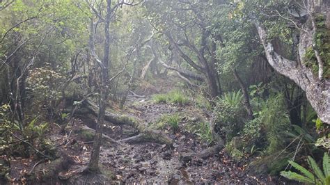 Rakiura Stewart Island North West Circuit Stewart Island Tinytramper