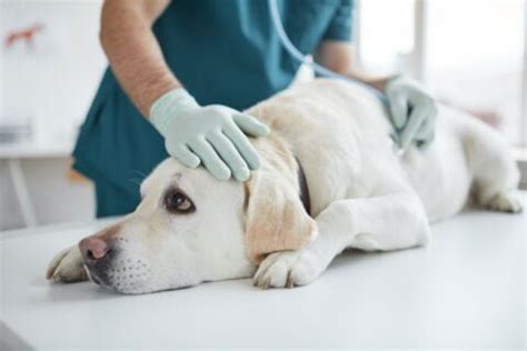 Cuidados pré e pós operatórios os cães Vetery Farmácia Veterinária