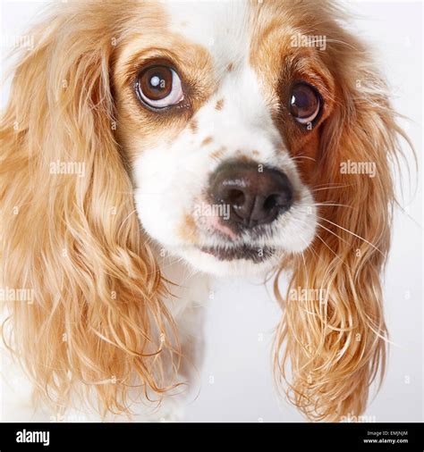 Goose - a Cocker Spaniel Cavalier King Charles Spaniel mix Stock Photo - Alamy