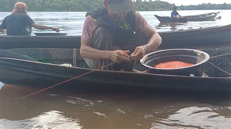 Hasil Yang Memuaskan Keterampilan Merawai Ikan Disungai YouTube