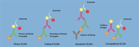 Western Blot The Definitive Guide Biology Dictionary