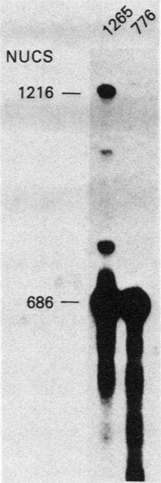 Nuclease S1 Analysis Of The 3 Ends Of Sv40 Late Mrnas Total Cellular