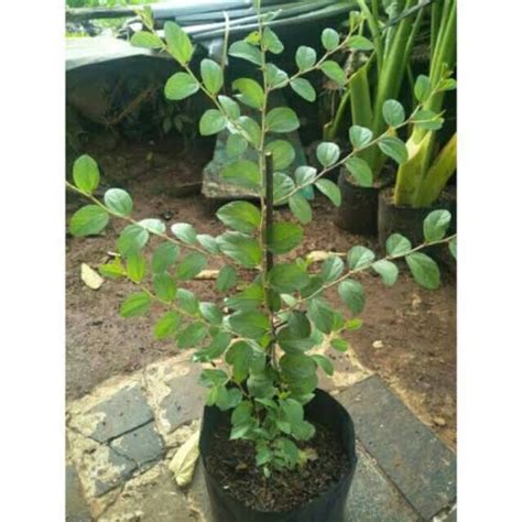 Jual Tanaman Bidara Arab Widara Ziziphus Mauritiana Shopee Indonesia