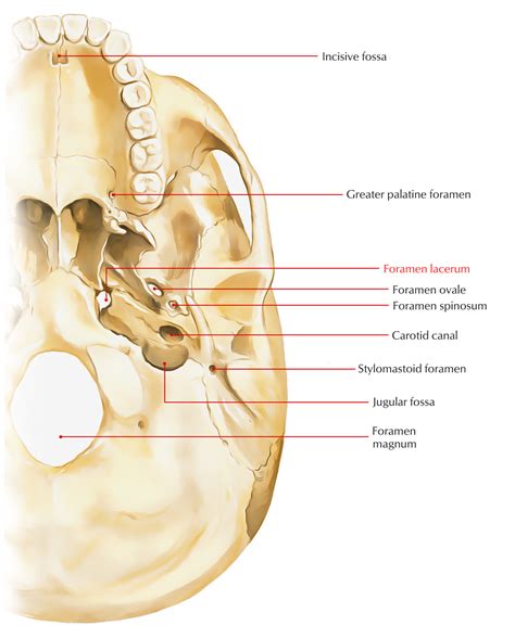 Foramen Spinosum Contents