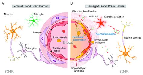 Increased Periphery Inflammation Leads To Disruption Of The Blood Brain