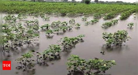 Marathwada Heavy Rain In Parts Of Marathwada Cong Wants Wet Drought