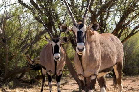 African Bush Safari At Arizonas Best Wildlife Park