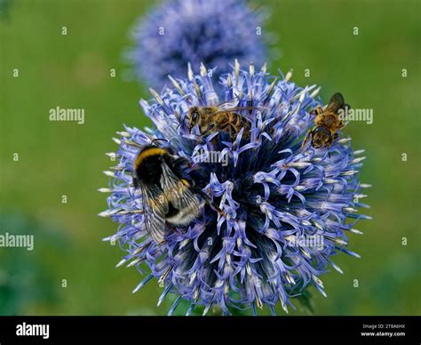 Insektenrettung Hi Res Stock Photography And Images Alamy