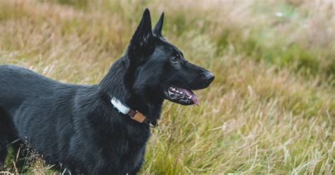 Blue German Shepherd Dogs: Breed Traits and Characteristics