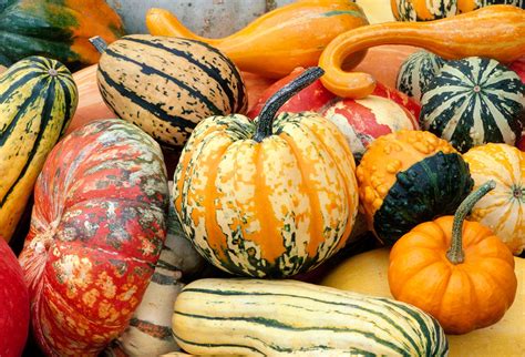 Squash Definition Summer Squash Winter Squash Examples And Facts