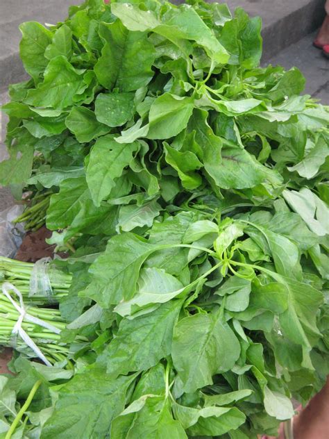 Bucaio Spinach Amaranth