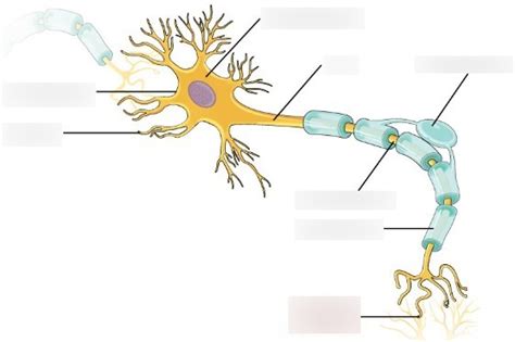 Neuron Labeled Diagram | Quizlet