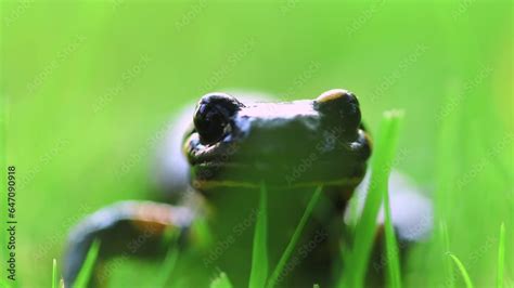 close  eye level  fire salamander salamandra  green grass