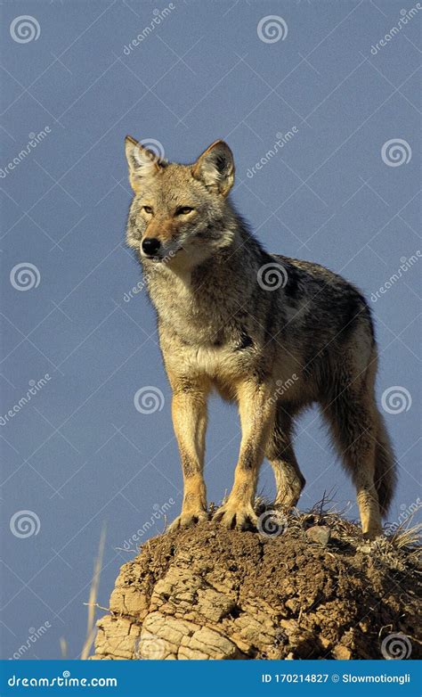 Coyote Canis Latrans Stock Image Image Of Three North 170214827