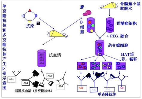 单克隆抗体制备原理 技术文章 上海远慕生物科技有限公司