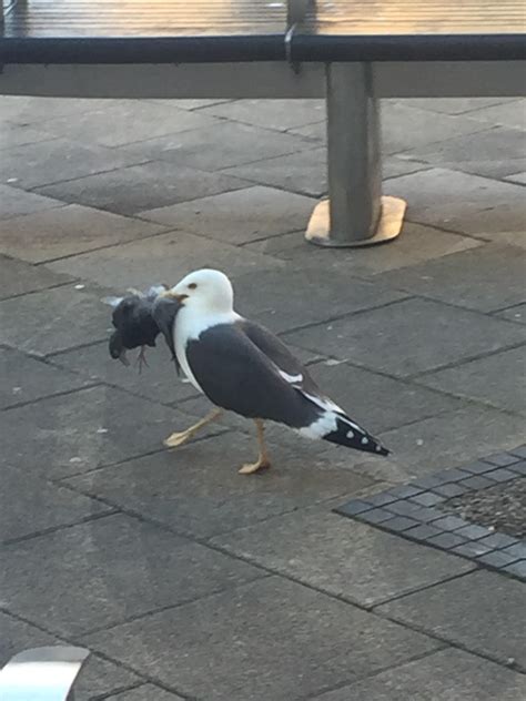 Seagull eating a pigeon : r/natureismetal